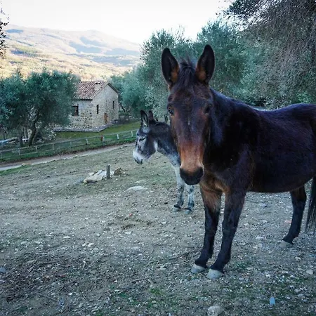 La Casina Di Giannetto Seggiano